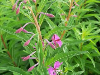 Epilobium angustifolium