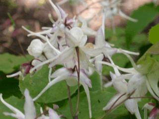 Epimedium grandiflorum