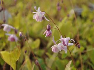 Epimedium grandiflorum 'Lilafee'