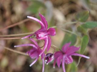 Epimedium grandiflorum 'Red Beauty'