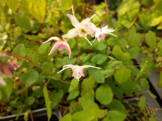 Epimedium hybride 'Akebono'