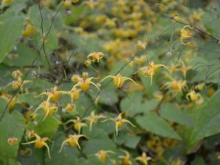 Epimedium hybride 'Amber Queen'