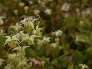 Epimedium hybride 'Flowers of Sulphur'