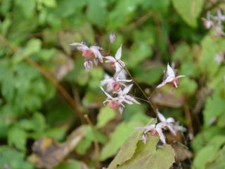 Epimedium hybride 'Pink Elf' (PBR)