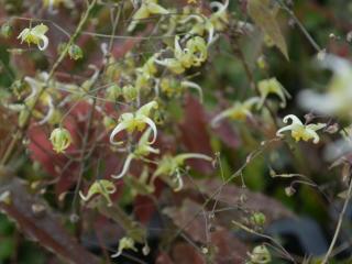 Epimedium hybride 'Spine Tingler'