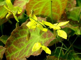 Epimedium perralchicum 'Frohnleiten'