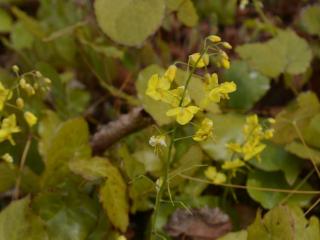 Epimedium perralderianum