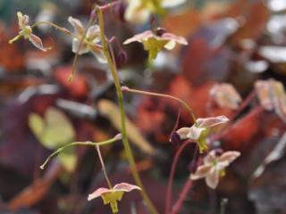 Epimedium pinnatum 'Black Sea'