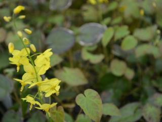 Epimedium pinnatum ssp. colchicum