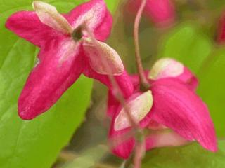 Epimedium rubrum