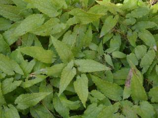 Epimedium stellulatum 'Long Leaf Form'