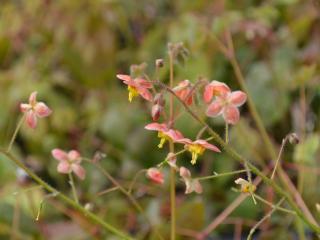 Epimedium warleyense