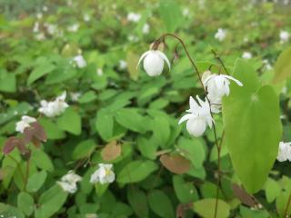 Epimedium youngianum 'Niveum'