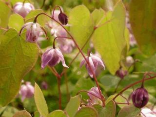 Epimedium youngianum 'Roseum'