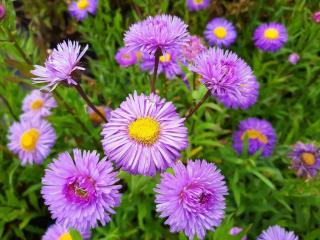 Erigeron hybride 'Azure Beauty'