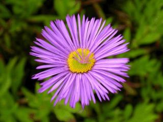 Erigeron hybride 'Dunkelste Aller'