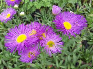 Erigeron hybride 'Dominator'