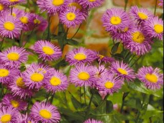 Erigeron hybride 'Foersters Liebling'