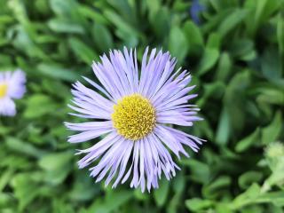Erigeron hybride 'Mrs. E.H. Beale'