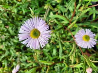 Erigeron hybride 'Quakeress'