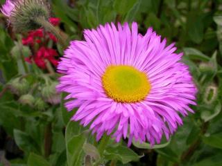 Erigeron hybride 'Rosa Jewel'