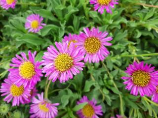 Erigeron hybride 'Sea Breeze'