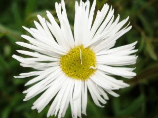 Erigeron hybride 'Sommerneuschnee'