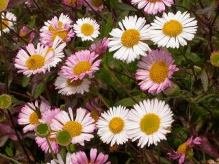 Erigeron karvinskianus