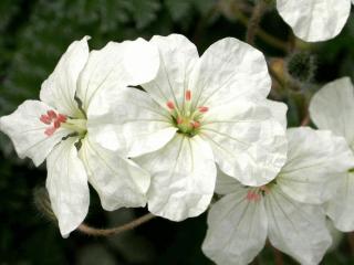 Erodium chrysanthum