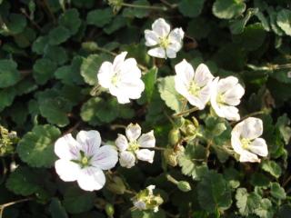 Erodium reichardii 'Album'