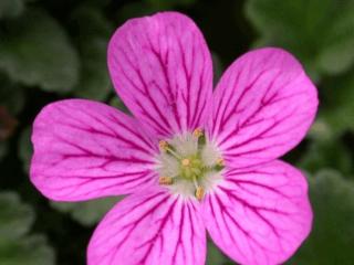 Erodium variabile 'Bishop's Form'