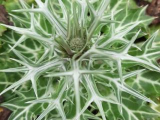 Eryngium variifolium