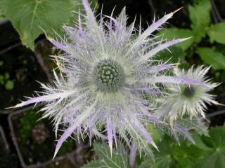 Eryngium alpinum