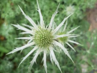 Eryngium bourgatii