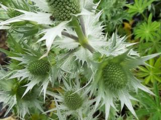 Eryngium giganteum