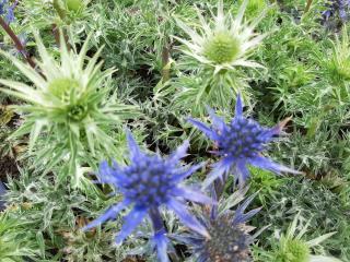 Eryngium hybride 'Lapis Blue'