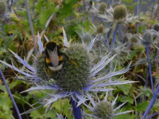 Eryngium hybride 'Violetta'