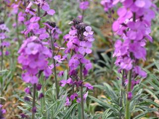 Erysimum linifolia 'Bowles Me Away'