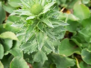 Eryngium planum 'Blue Hobbit'