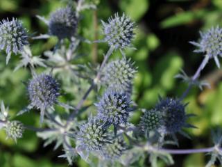 Eryngium planum 'Blauer Zwerg'