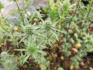 Eryngium tripartitum