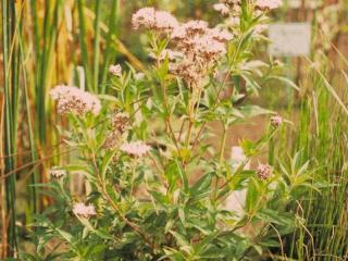 Eupatorium cannabinum