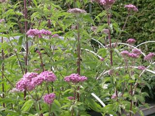 Eupatorium cannabinum 'Plenum'