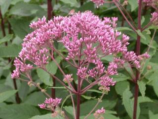 Eupatorium maculatum 'Atropurpureum'