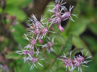 Eupatorium maculatum 'Baby Joe' (PBR)