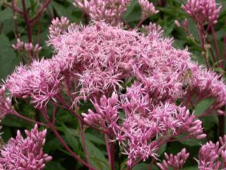 Eupatorium maculatum 'Purple Bush'