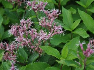 Eupatorium maculatum 'Phantom' (PBR)