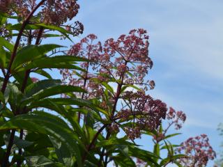 Eupatorium maculatum 'Riesenschirm'