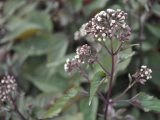 Eupatorium rugosum 'Chocolate'