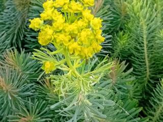 Euphorbia cyparissias 'Clarice Howard'